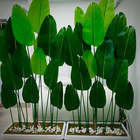 Br's New Bazaar Tirana